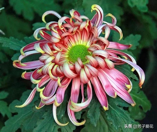 菊花的品质和精神，菊花代表着什么精神品质（粉黛舞魅的菊花品种）