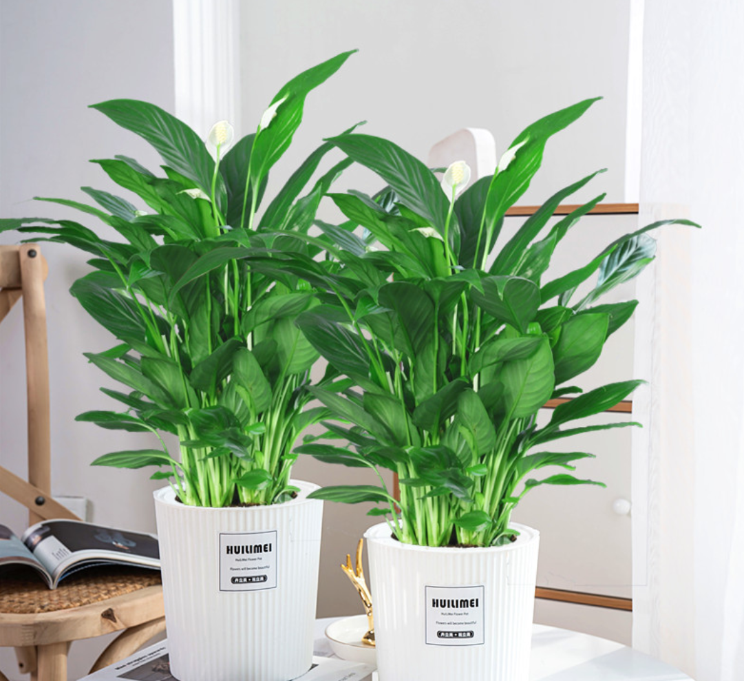 一帆风顺怎么养会开花(叶子翠绿越长越旺,花期更长) - 彝家农业网