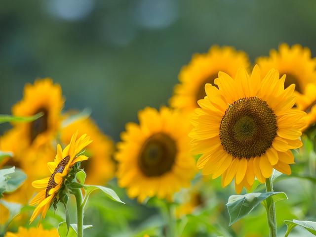 向日葵什么时候开花，向日葵在夏天什么时候开花（向日葵要想快速开花）