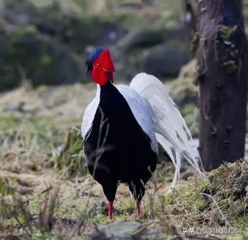 白娴鸟（白娴鸟图片，白娴鸟怎样的养殖（白鹇鸟唯美图片）