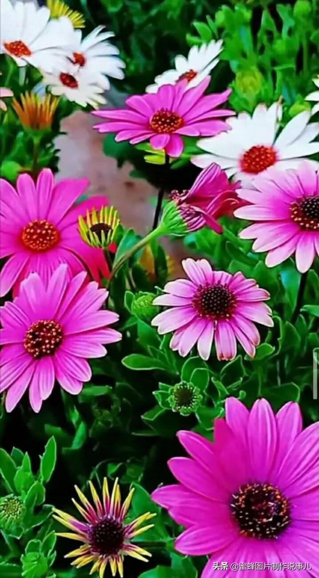 莺歌燕舞是什么季节，柳绿花红莺歌燕舞是什么季节（百花争艳的季节）