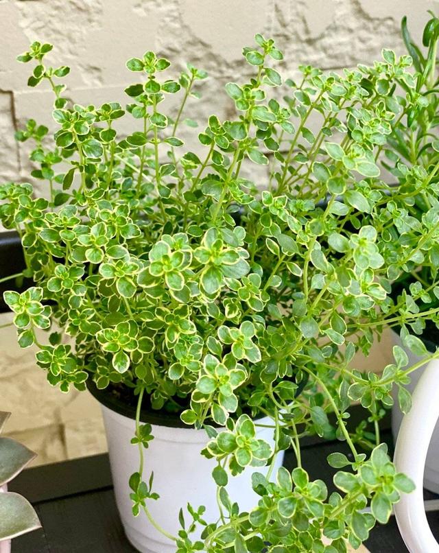 百里香和迷迭香的区别，百里香是什么（阳台上养一盆“百里香”）