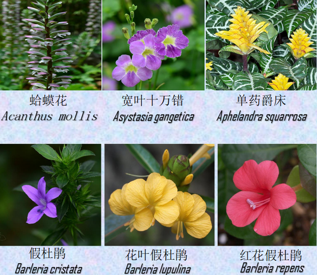 关于爵床科介绍，爵床科的特点（西双版纳植物园亮相了）