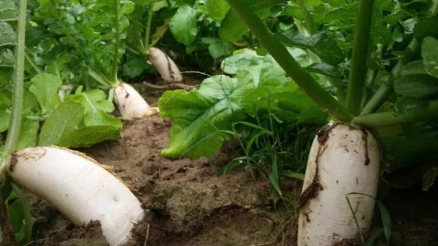 如何学会种萝卜，如何学会种萝卜视频教程（分享白萝卜种植技巧）