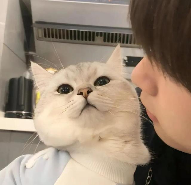 动物男头（你喜欢就好），微信头像，动物男头（你喜欢就好）（可爱头像‖很精致的小动物）