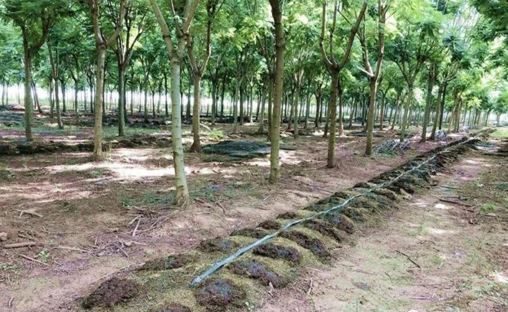 地龙收购多少钱一斤(电蚯蚓真的很赚钱吗) - 价格百科