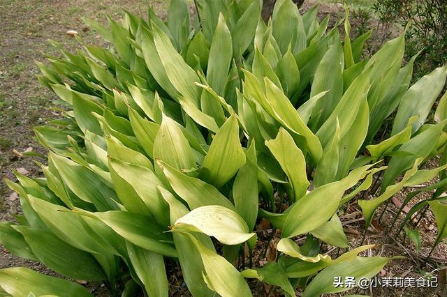 芦苇叶怎么保存时间长，芦苇叶保存方法（带你认识农村15种常见的“粽子叶”）