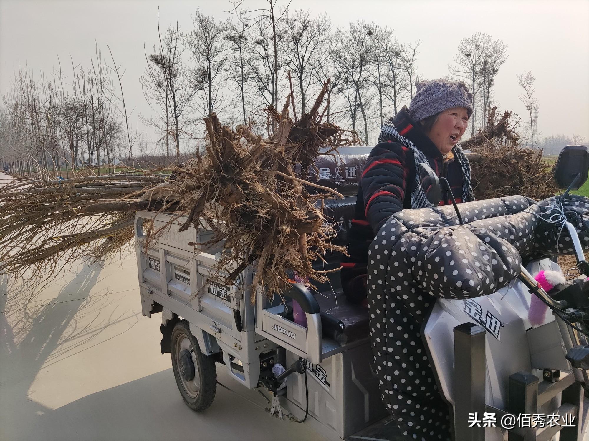 5公分杨树苗多少钱一颗，50公分的杨树一颗能买多钱（生长15年的速生杨树）