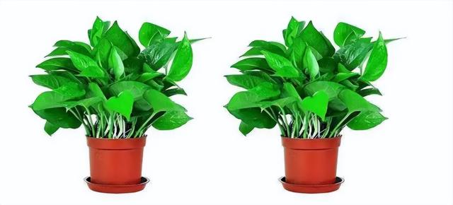 绿航绿萝的养殖方法和注意事项，绿萝养殖技术和注意事项（养的绿萝还好吗）