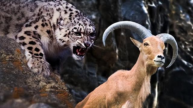 雪豹后传之苍狼全集，雪豹三部曲是哪三部（狼群调虎离山在荒原伏击雪豹）