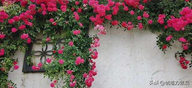 木香花是什么，木香花是什么样子的（美色不逊月季的爬藤植物——木香花）