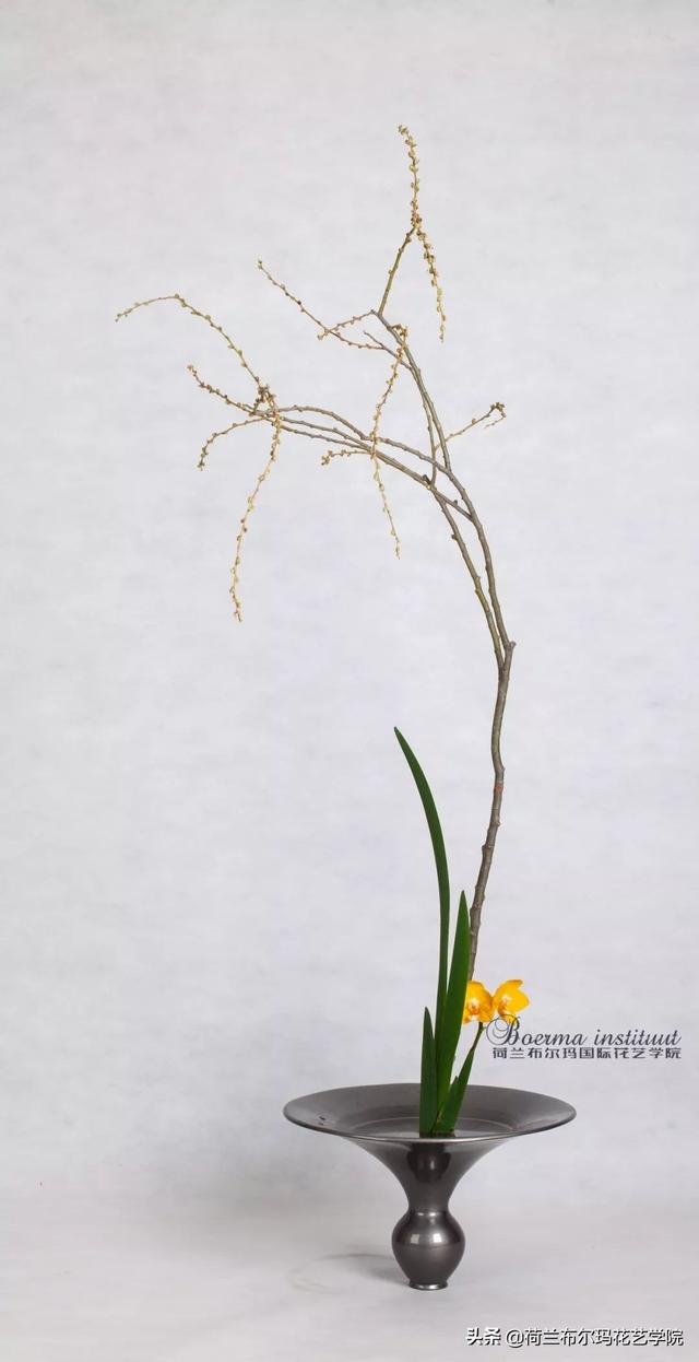 怎么挑选木本植物，怎么挑选木本植物盆景（木本花材的使用技巧和处理方法）