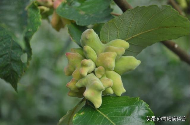 曼陀罗花的图片，曼陀罗花是什么（301味中药材的原植物彩色图谱）