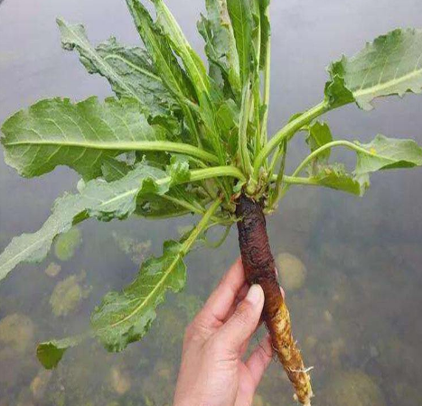 菠菜为什么会苦，为什么菠菜吃起来苦（农村的牛都不吃它）