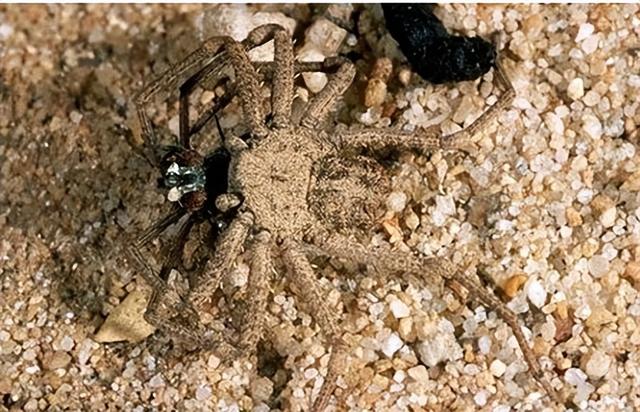 8种毒蜘蛛千万别碰，10种最吓人的蜘蛛有哪些（世界上最毒的5种蜘蛛）