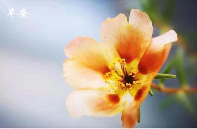 寻欢/风景壁纸/你是人间的四月天，羡入四月图片（绿汀文学社《天天诗刊》第67期）