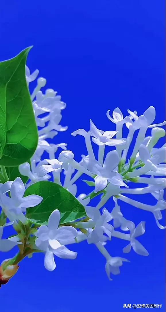 适合发心情的图片   赏图愉快哦:），关于发心情的图片（鲜艳欲滴的花朵）