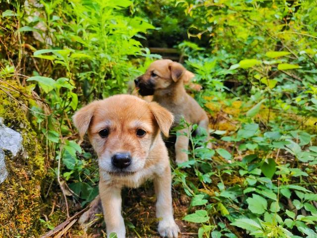 细狗(细狗是什么梗,中华田园犬真是"土狗"吗(细狗学名叫啥)