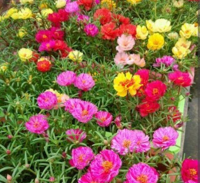 太阳花怎样养护才开花多，掌握3个“技巧”