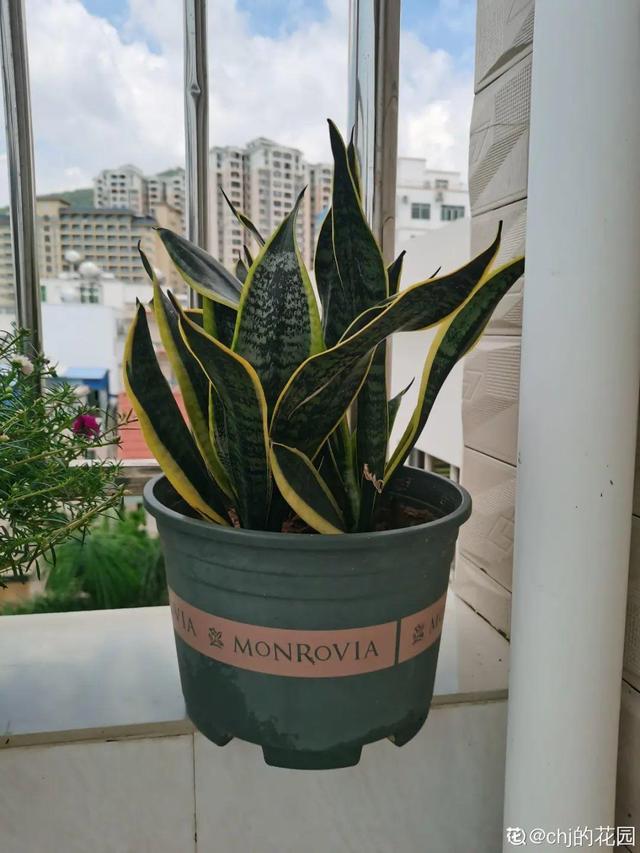 适合卧室养的花，卧室适合养什么花（卧室养4种花）