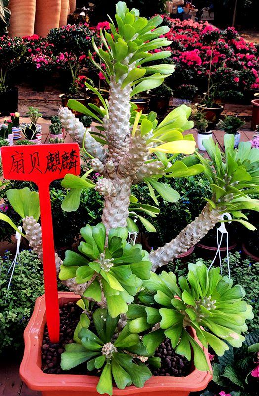 麒麟花的寓意是什么，客厅摆放麒麟的图片（海南迎春花市年味渐浓）