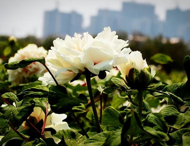 梅花象征什么，梅花象征什么青松象征什么雪花象征什么（中国十大名花排行榜）