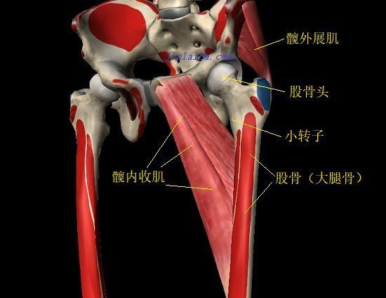 大腿根疼怎么办，小学生大腿根疼怎么办（可能是“弹响髋”惹的祸）