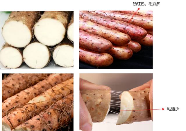 淮山和山药的区别，淮山和山药的区别是什么（药食同源第一药：山药）