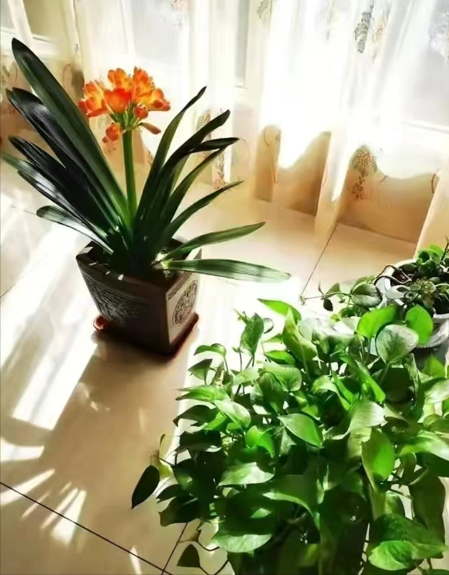 花与生活的关系花在生活中的用途，花给生活中带来了什么（美丽温馨又健康）