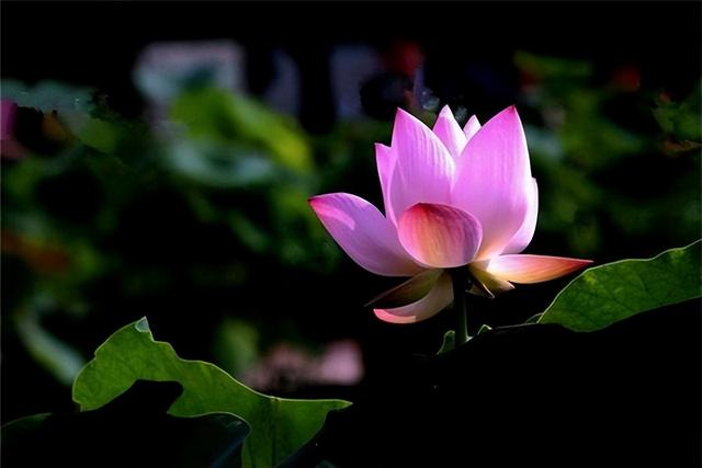 温暖人生的哲理句子，温暖人生的哲理句子简短（触动人心的哲理语录）