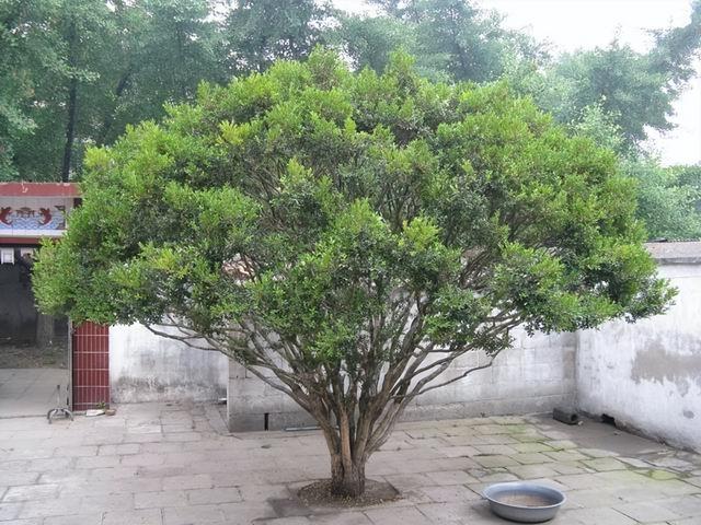 门前风水十大吉祥花，风水十大吉祥花排行（庭院里种“富贵树”）