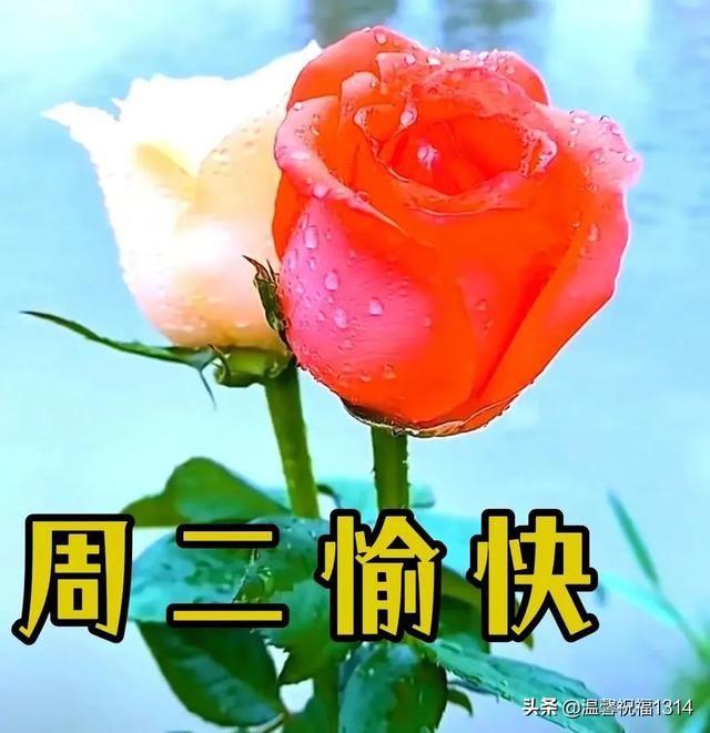 岁月静好短句八个字，岁月静好的唯美八字短句（6月7日早安问候）