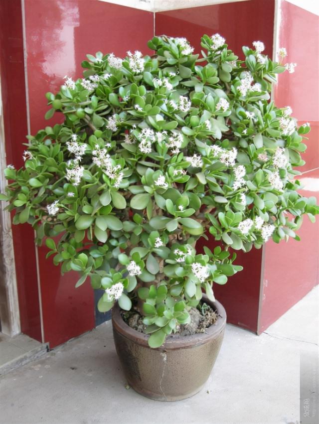 玉树几年才开花，玉树开花吗（5个窍门养成老树）