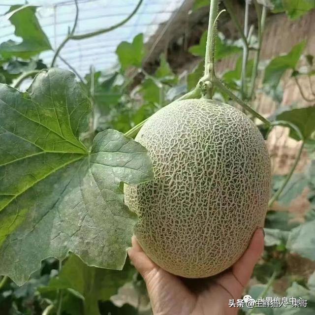 绿色的哈密瓜叫什么，绿色的哈密瓜叫什么名字（哈密瓜、蜜瓜、网纹瓜、香瓜、羊角蜜傻傻分不清）