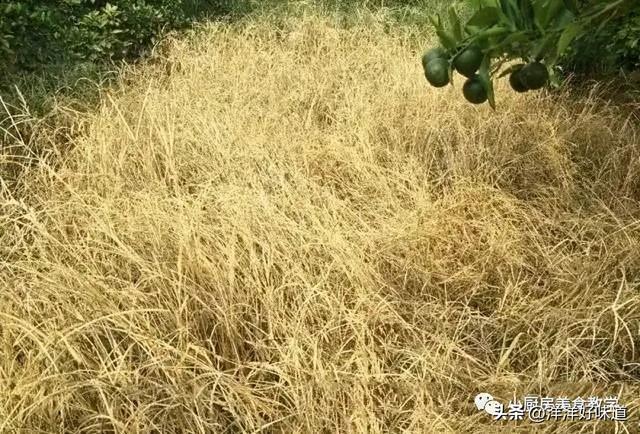 农村的这种野草大家认识吗，老人称“肿瘤草”