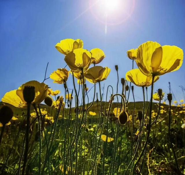 花开花落 云卷云舒，花开花落.云卷云舒.（去留无意。花开花落网名）