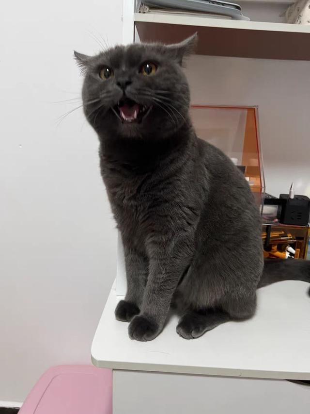 猫咪怎么驱虫，农村的猫咪怎么驱虫（猫咪驱虫的正确方法）