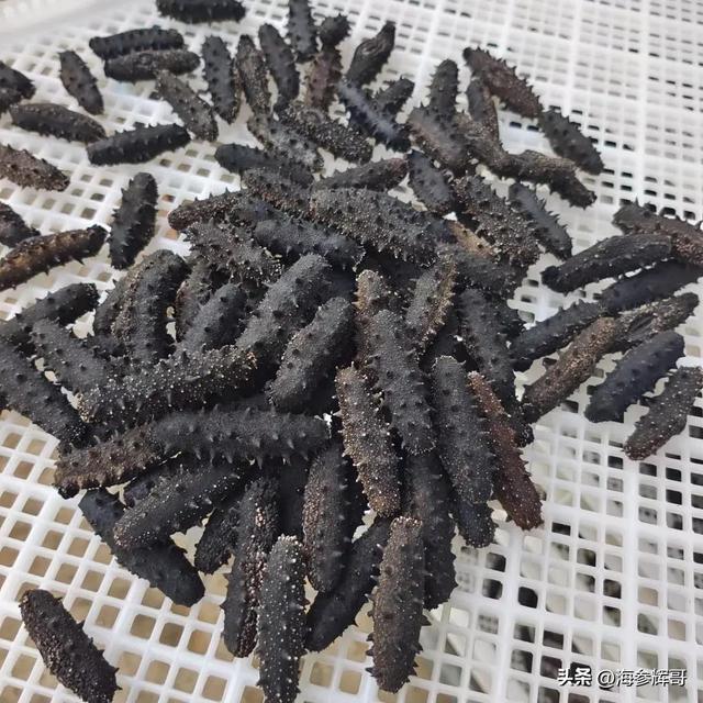 海参多少头的好，最好的海参几个头是好的（海参多少头的好自己吃）