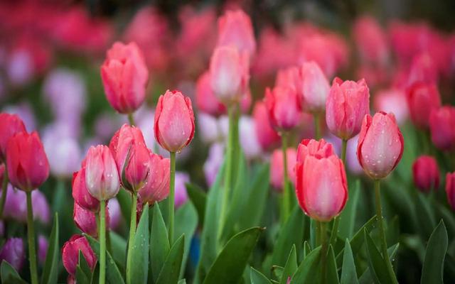 看望病人买什么鲜花，适合送病人的鲜花有哪几种（哪些花代表健康、平安、幸福）