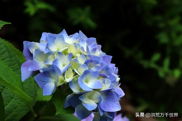 白杜鹃花语，白花杜鹃花语（300种花的寓意和花语）