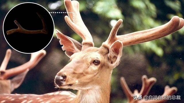 鹿血酒多少钱一瓶，鹿血酒一瓶500ml要多少钱（这是人们认为它是仙兽真正的原因）