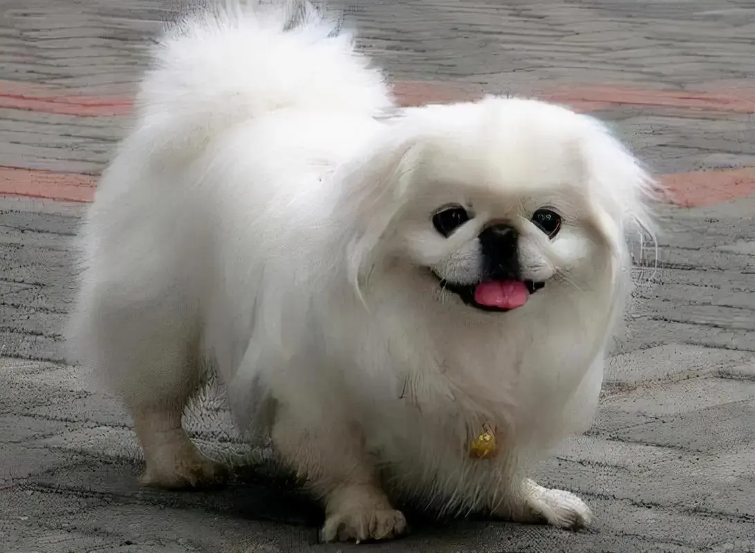 京巴犬的毛发都是比较长的,很容易会打结,很难打理