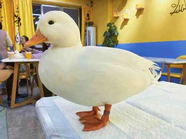 宠物兔的种类，十大新晋新奇萌宠，您了解多少（宠物兔的种类有哪些）