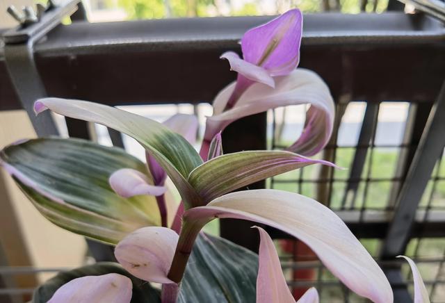 哀兵到底是必败还是必胜啊，哀兵到底是必败还是必胜啊出自（需要全方位高能的教师）