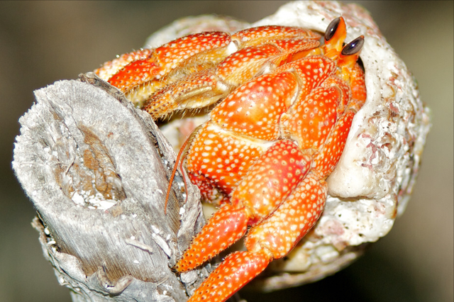 螃蟹的品种有哪些，什么品种的螃蟹（带你认识不同的螃蟹和吃法）