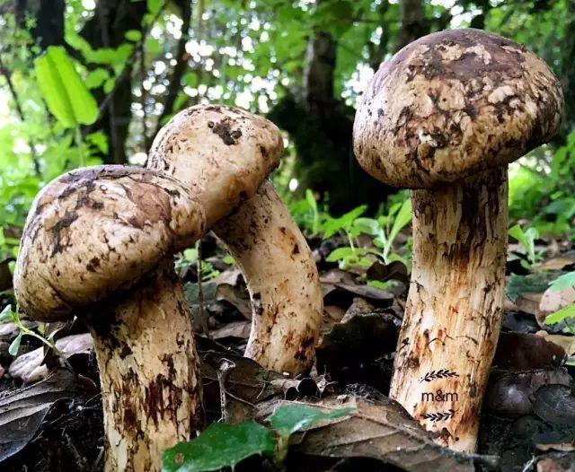 农村能吃的100种野菜图片，有哪些野菜可以吃