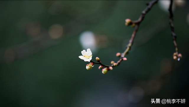 岁末将至敬颂冬绥什么意思，愿你的世界如暖阳