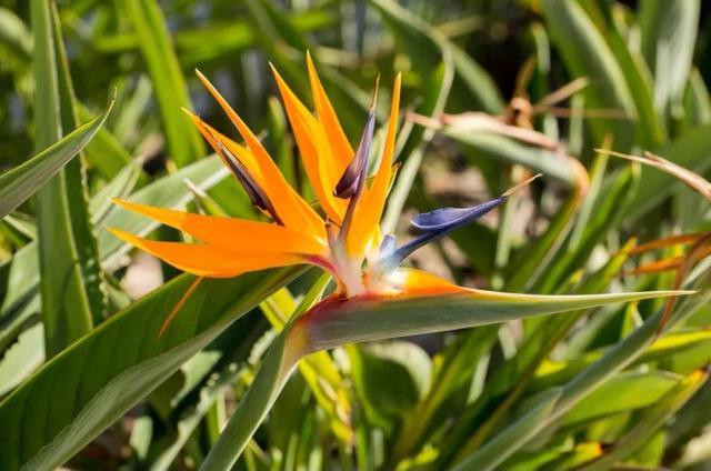 笑靥和笑魇的区别，笑魇如花还是笑靥如花（笑魇如花还是笑靥如花读音）