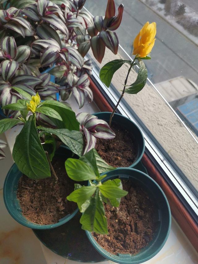 卫生纸做花教程简单，用卫生纸做漂亮的花（呼呼冒出“狗牙根”）