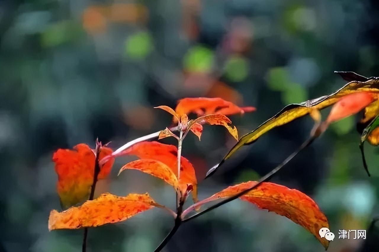 成都附近一日游最佳景点推荐，成都一日游景点推荐（成都周边一日游拍照景点推荐）